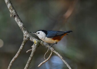 White checked nuthatch