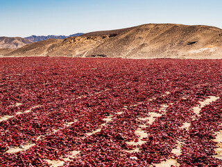 Stunning landscape with red chili for drying on field in Nazca highlands, Peru
- 784316192