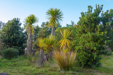 Obraz premium A group of five cabbage trees amongst other vegetation.