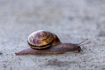 snail on a path