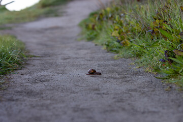 snail on the path
