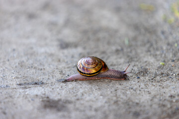 snail on the path