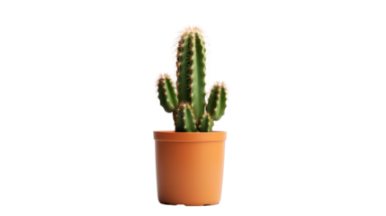 Cactus isolated on transparent and white background.PNG image.