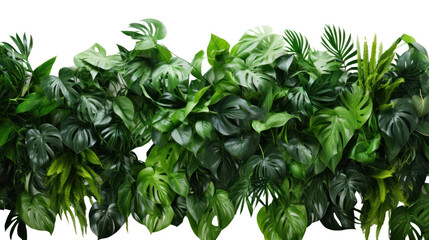 Obraz premium Green leaves of tropical plants bush floral isolated on transparent and white background.PNG image.