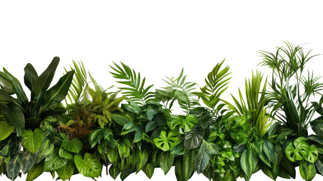 Green leaves of tropical plants bush floral isolated on transparent and white background.PNG image.