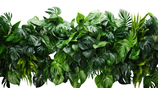 Green leaves of tropical plants bush floral isolated on transparent and white background.PNG image.