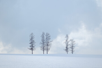 Fototapeta na wymiar 雪原と五本の木