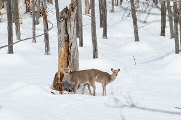 雪の中の二頭の鹿