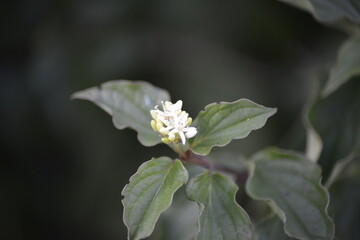 Makro von frischen Blättern und Knospen