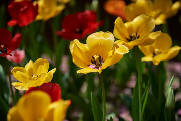 Obraz na płótnie Canvas Colorful tulip flowers in a garden, in selective focus