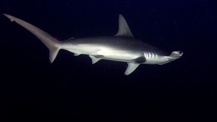 El resplandor de la piel plateada del tiburón martillo en la oscuridad - obrazy, fototapety, plakaty