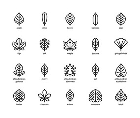 Leaf linear vector icons. Isolated outline of leaves apple, olive, beech and other leaves on a white background. Vector icons symbols set.