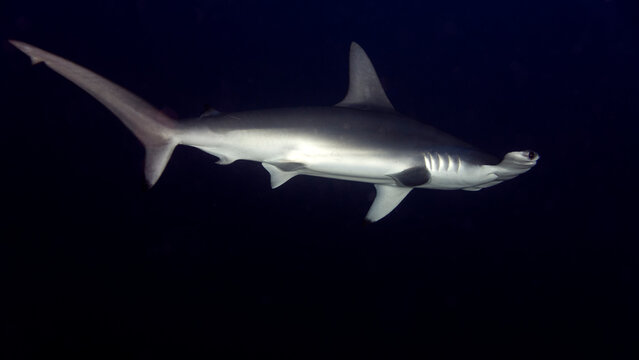 El resplandor de la piel plateada del tibur&oacute;n martillo en la oscuridad