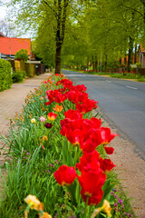 Eine Dorfstraße bepflanzt mit Tulpen am Straßenrand