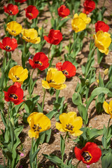 Colorful tulip flowers in a garden, in selective focus