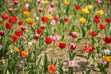 Colorful tulip flowers in a garden, in selective focus