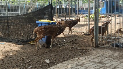 the deer in the park
