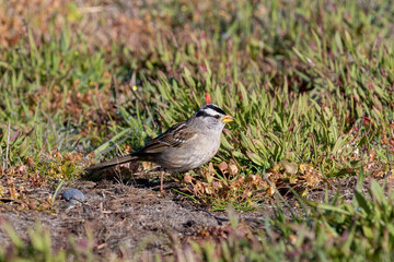 sparrow in the grass