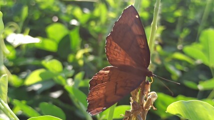 the brown butterfly