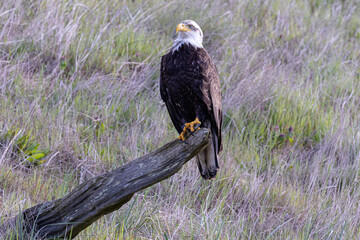 american bald eagle