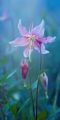 Mountain flower, close up, enveloped in morning mist, delicate beauty 