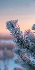 Frost on pine branch, close up, with vast snowy landscape behind, sunrise 