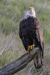 bald eagle