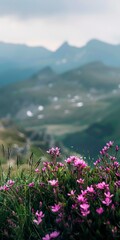 Fototapeta premium Mountain flower, close up, wide valley and peaks softly out of focus 