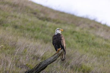 Bald Eagle