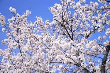 【素材イメージ】快晴の青空と満開の桜
