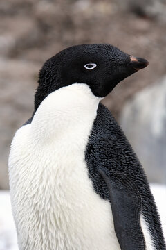 Adelie Penguin (Pygoscelis adeliae) in on the Antarctic Peninsula in Antarctica.