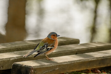 Kolorowy ptak zięba stoi na ławce w parku i obserwuje świat