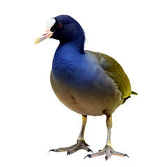 Coot isolated on transparent background