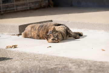 寝ころがってくつろぐ猫