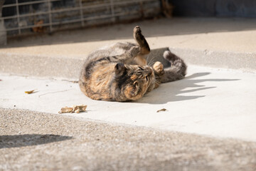 寝ころがってくつろぐ猫