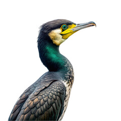 Portrait of Cormorant isolated on transparent background