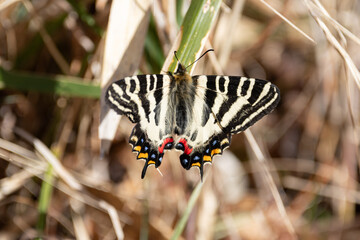 春を告げる美しい蝶　ギフチョウ