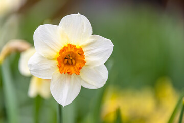 A white Narcissus a genus of predominantly spring flowering perennial plants of the amaryllis family, Amaryllidaceae.