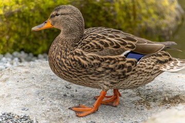 A close-up of a female mallard duck as she gracefully traverses a garden setting during the spring...