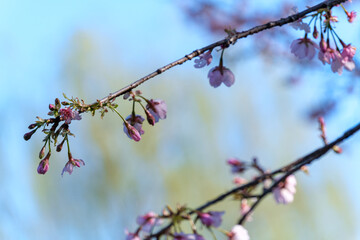 桜と柳