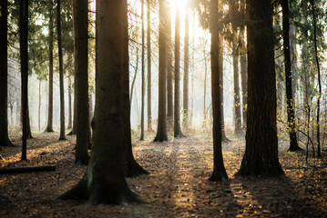The landscape of the forest in the early morning with the rays of the sun