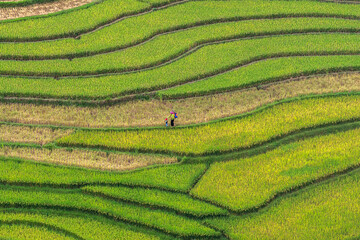 The ripe rice season begins in September, the vast terraced fields are a very beautiful yellow...
