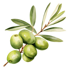 Watercolor vector of olive on a tree branch, isolated on a white background, olive vector, Illustration painting, Graphic logo, olive drawing, design art	
