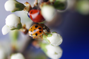 Ladybug on a blooming flower