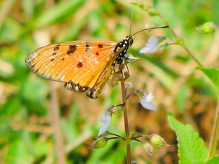 Butterfly on the grass