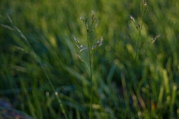 Sharp Image of Grass Blades