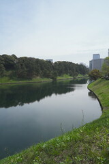 Fototapeta premium 日本、東京の皇居のお堀の桜の花