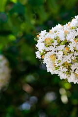 White flowers of crape myrtle tree