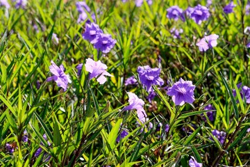 Purple flowers of ruellia brittoniana (Mexican Petunia) in the field