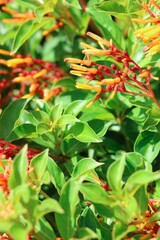 Vertical shot of Hamelia patens (Firebush) under the sunlight